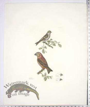 Parrot Grofsbill and Lefser Redpole